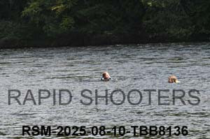 RSM-2025-08-10-TBB8136